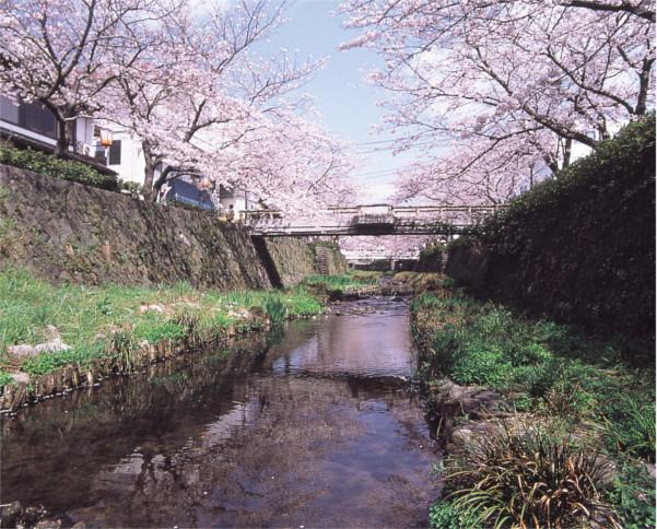 一の坂川 桜